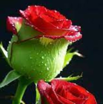 Green & Pink Rosa spp. Seeds – Flower Plant