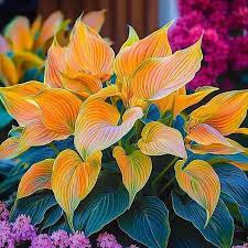 Hosta Seeds –  Orange and Pink