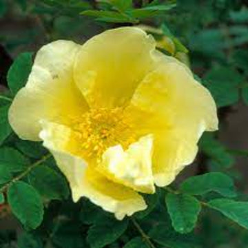 Rosa spp. Seeds – Yellow Hugo