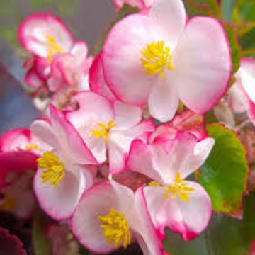 Begonia Seeds – Pink White