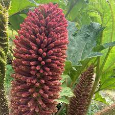 Rhubarb Seeds – Giant