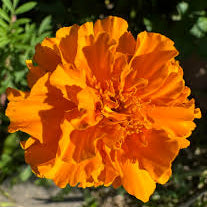Marigold Seeds – French Disco Orange