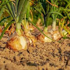 Onion Seeds – Sweet