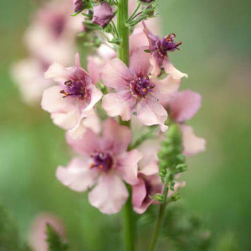 Cream Verbascum Seeds – Flower Plant