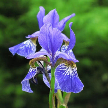 Iris Seeds – Siberian