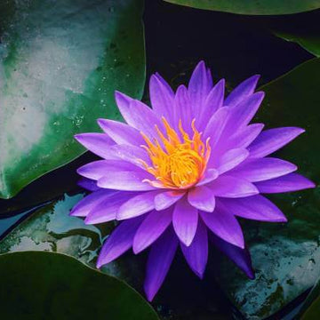 Lotus Seeds –  Purple Aquatic