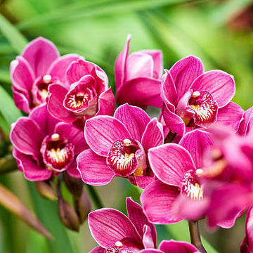 Orchid Seeds – Cymbidium Fragrant Hardy