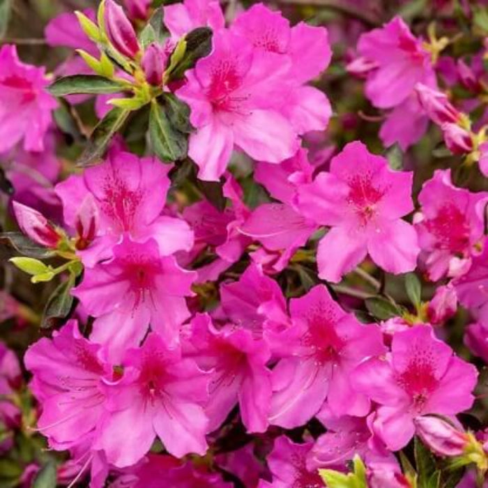 japanese Rhododendron Azalea Seeds