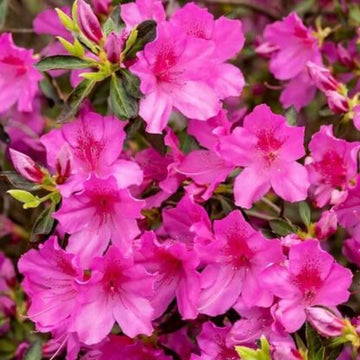 japanese Rhododendron Azalea Seeds