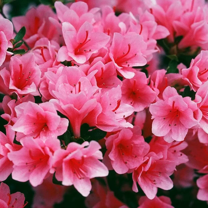 japanese Rhododendron Azalea Seeds
