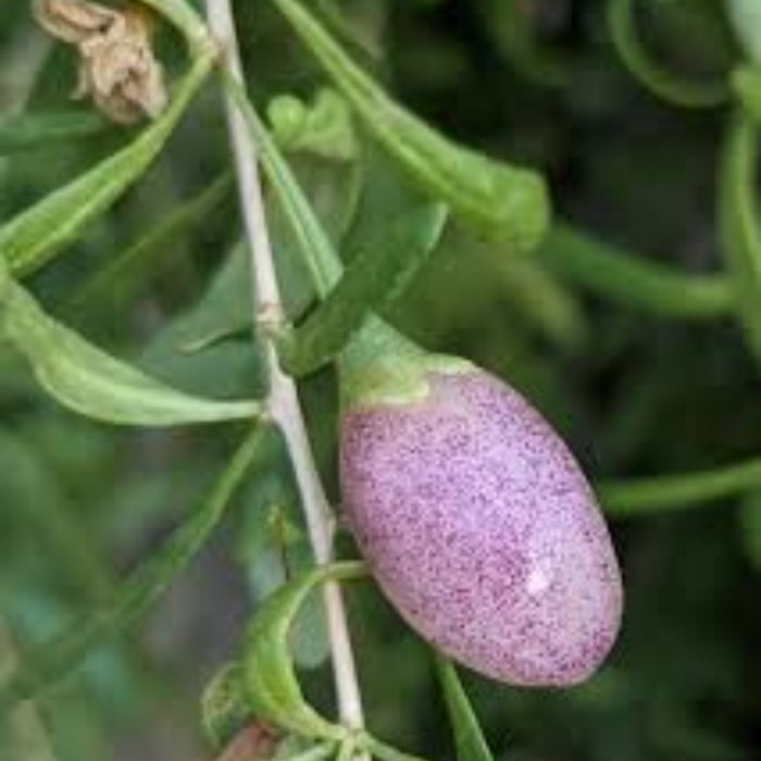 ji Berry Seeds – Purple