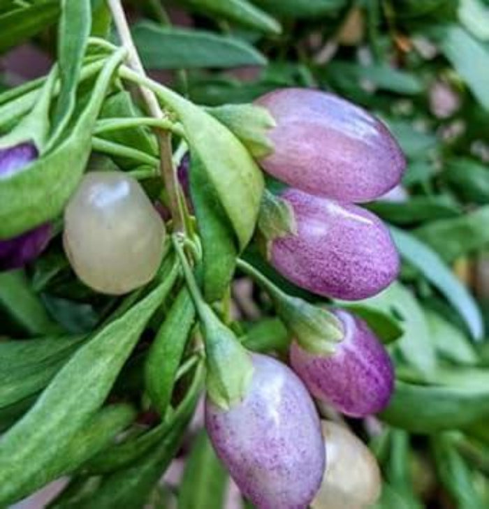 ji Berry Seeds – Purple