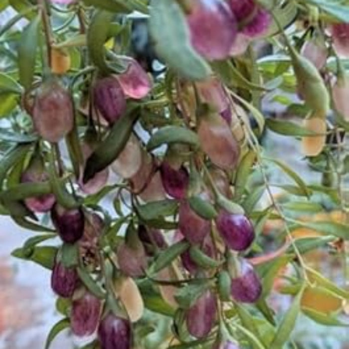 ji Berry Seeds – Purple