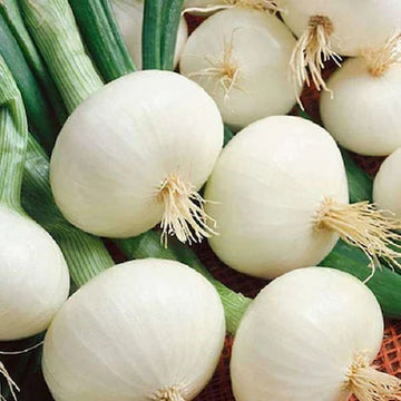 Onion Seeds – White Sweet Spanish