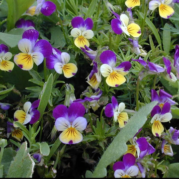 Johnny Jump Up Seeds – Viola tricolor