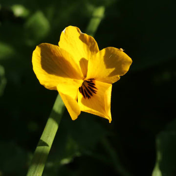 Johnny Jump Up Seeds – Yellow