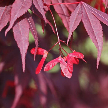 Japanese Maple Seeds