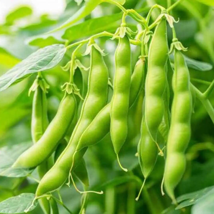 Mexican Tepary Beans Seeds - Vegetable Plant 