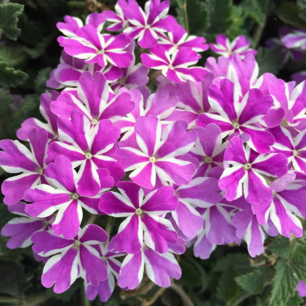 Purple & White Geranium Seeds 