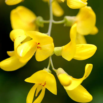 Laburnum Anagyroides Seeds – Golden Chain