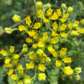 Rue Seeds – Ruta Graveolens
