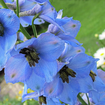 Light Blue Larkspur Seeds – Flower Plant