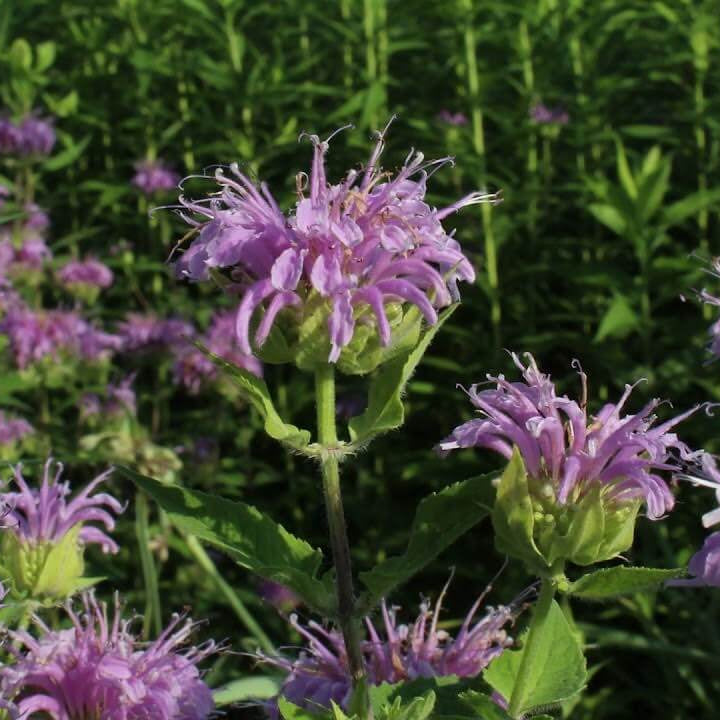 lemon bergamot seeds
