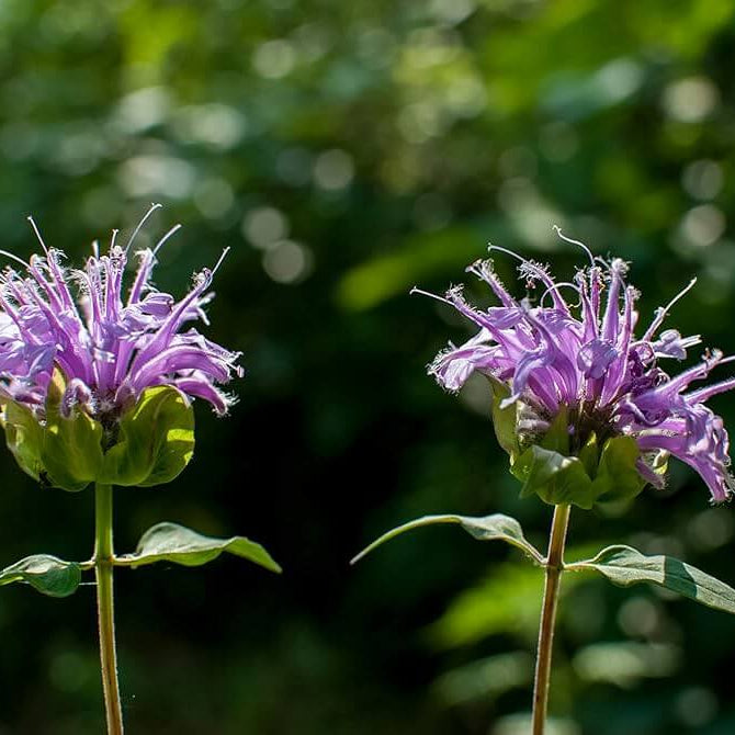 lemon bergamot seeds
