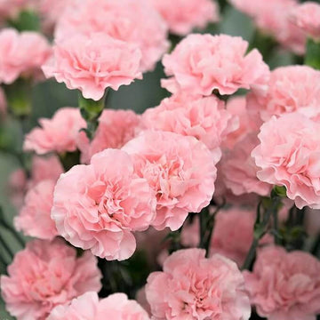 light Pink Carnation Seeds 