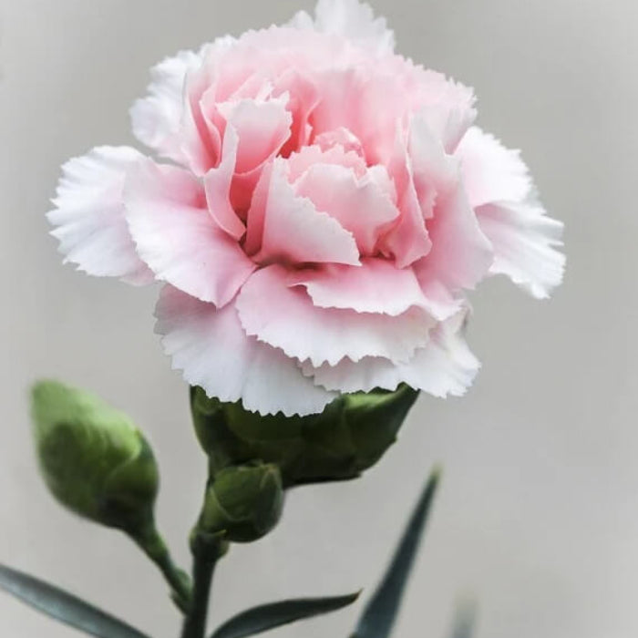 light Pink Carnation Seeds 
