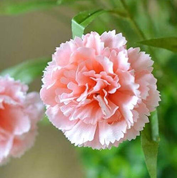 light Pink Carnation Seeds 