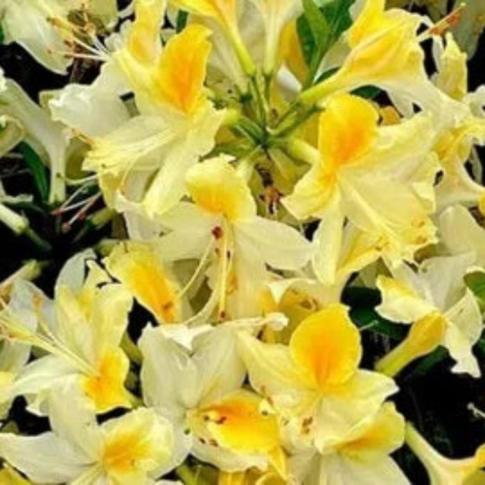 light Yellow Azalea Seeds