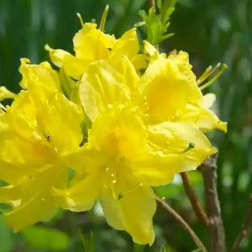 light Yellow Azalea Seeds