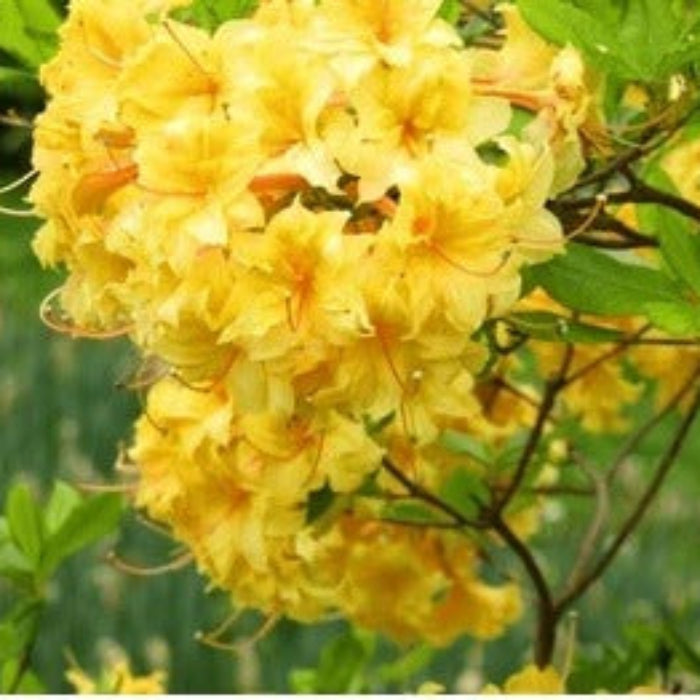light Yellow Azalea Seeds