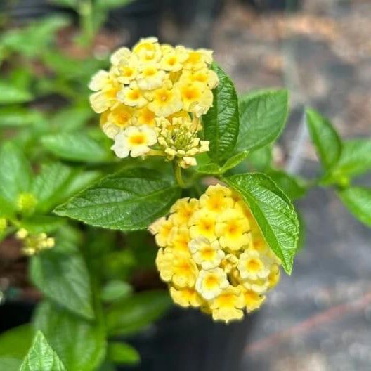 light yellow Lantana Seeds - Flower Plant