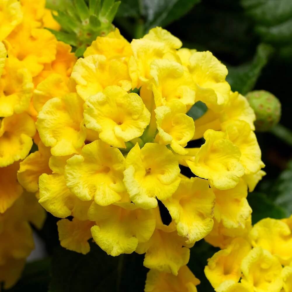 light yellow Lantana Seeds - Flower Plant