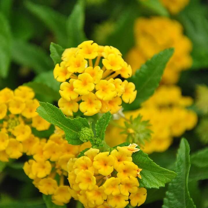light yellow Lantana Seeds - Flower Plant
