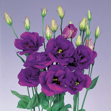 Lisianthus Seeds – Rosita Purple