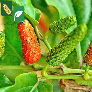 Long Pepper Seeds – Piper Longum