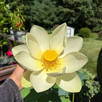 Lotus Seeds – Giant Sunburst