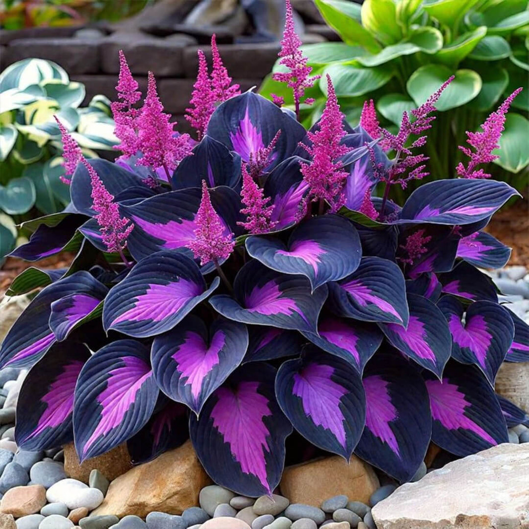 Hosta Seeds for Sale | Buy for Shade Gardens