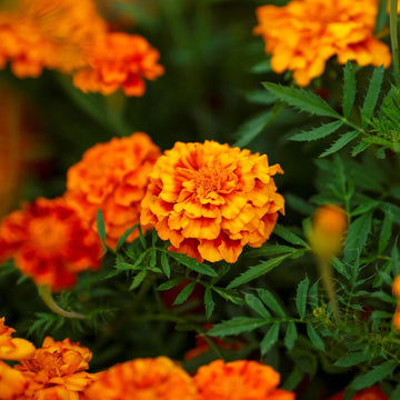 Marigold Seeds - Bonanza Flame