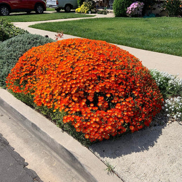 Rock Cress Seeds – Orange