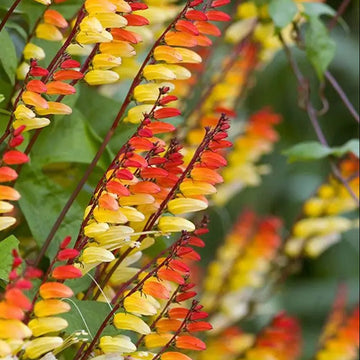 Ipomoea Seeds – Lobata