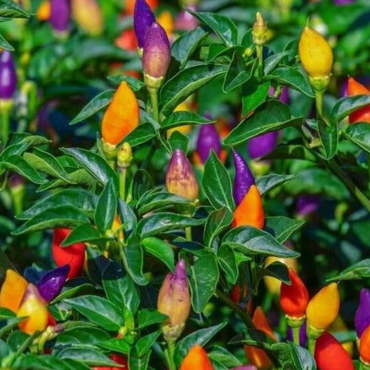 mixed Pepper Seeds