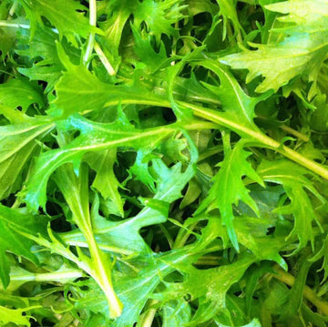 Mizuna Seeds – Baby Leaf