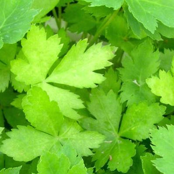 Parsley Seeds – Japanese