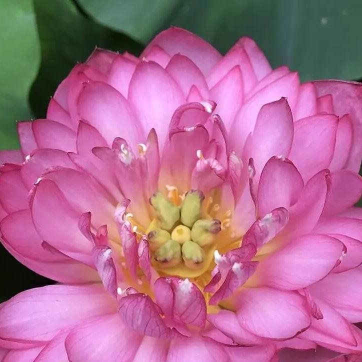 Botan Seed Exquisite Pink Blooms Momo Botan Seeds | Garden Peony