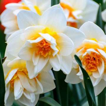 Narcissus Seeds – Double Petals Daffodil