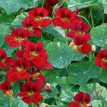 Nasturtium Seeds – Red